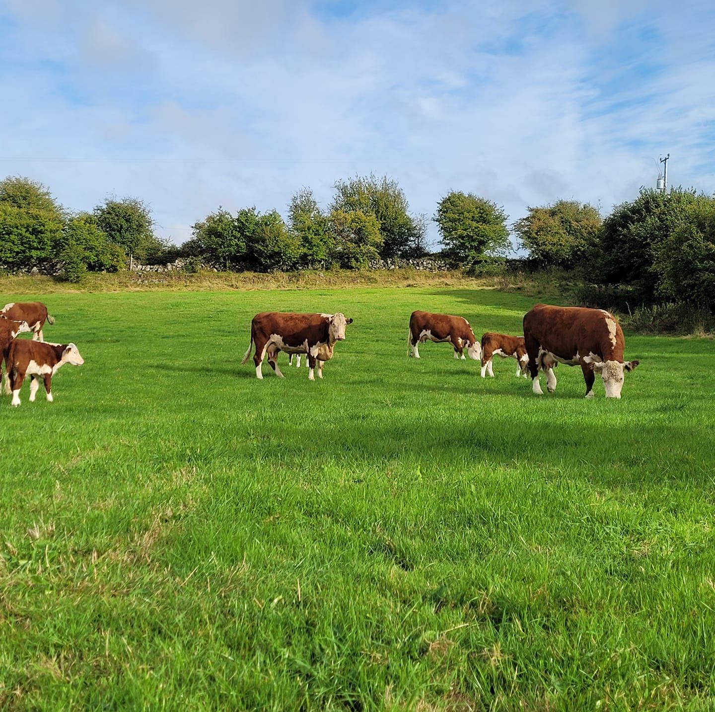 A group of brown and white cows grazing on a lush green field under a partly cloudy sky, surrounded by dense trees in the background.