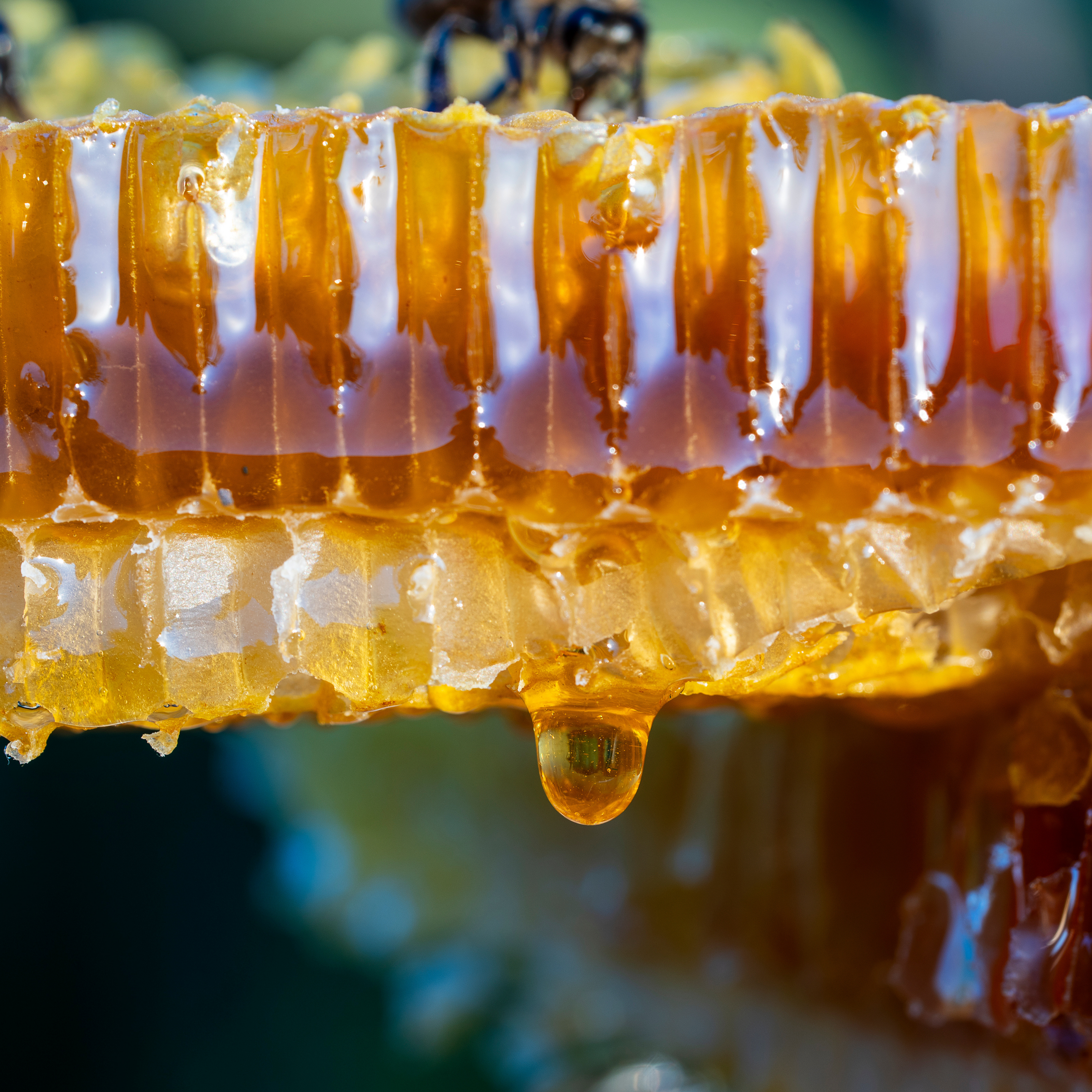 A macro shot of fresh honeycomb with translucent golden honey dripping from its edge. The hexagonal wax cells are glistening with light, capturing the rich texture and natural sweetness of raw honey in vivid detail.