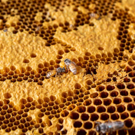 Close-up of bees on a honeycomb, showing the textured hexagonal wax cells partially filled and capped with golden beeswax.