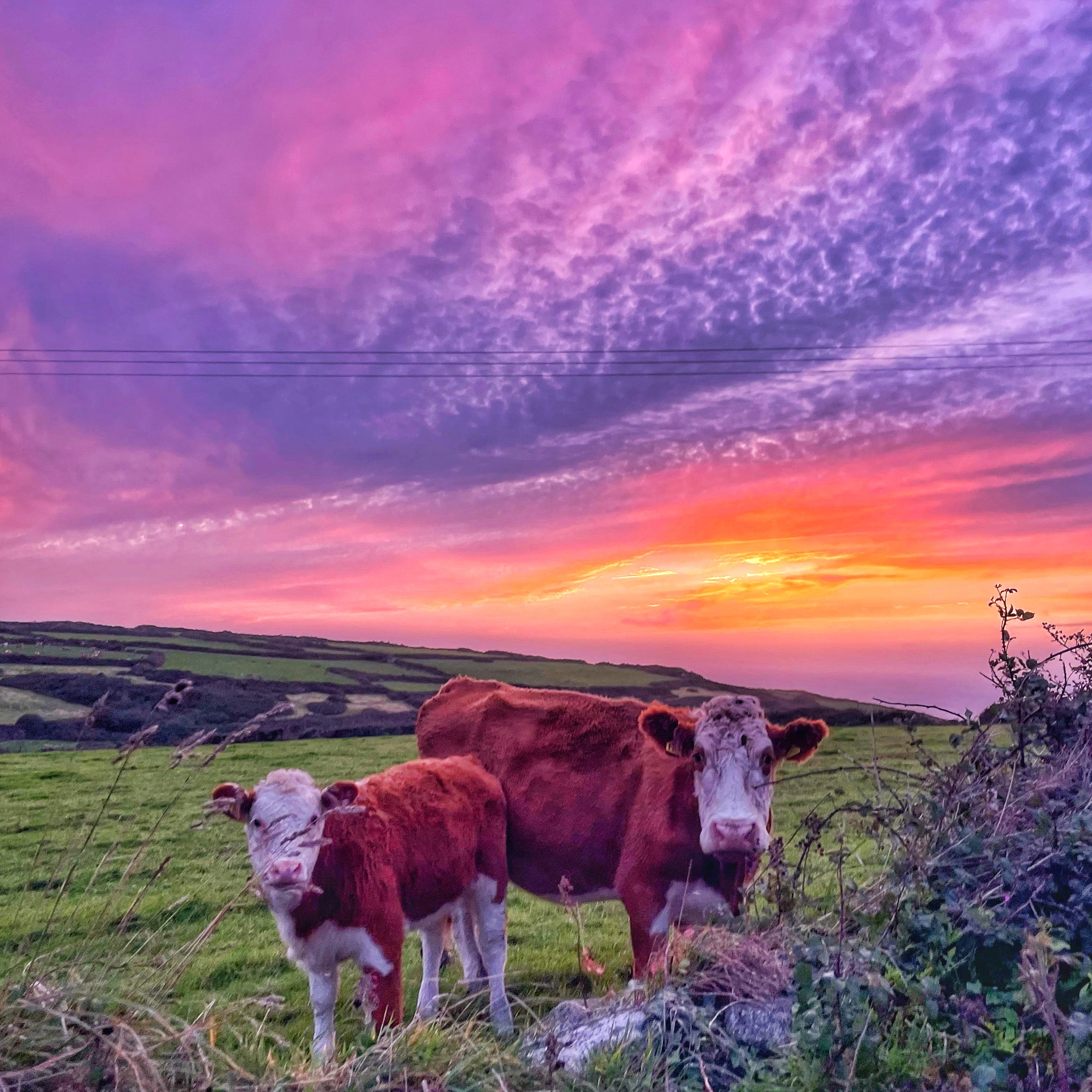 A mother cow and her calf stand in a lush green pasture under a stunning purple, pink, and orange sky during sunset. Rolling hills and coastal cliffs can be seen in the distance, evoking a peaceful rural Irish landscape.